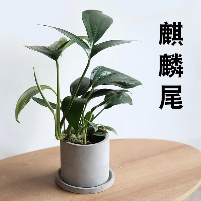 麒麟尾懒人盆栽老桩龟背客厅水培观叶绿植耐阴室内水培观叶绿植