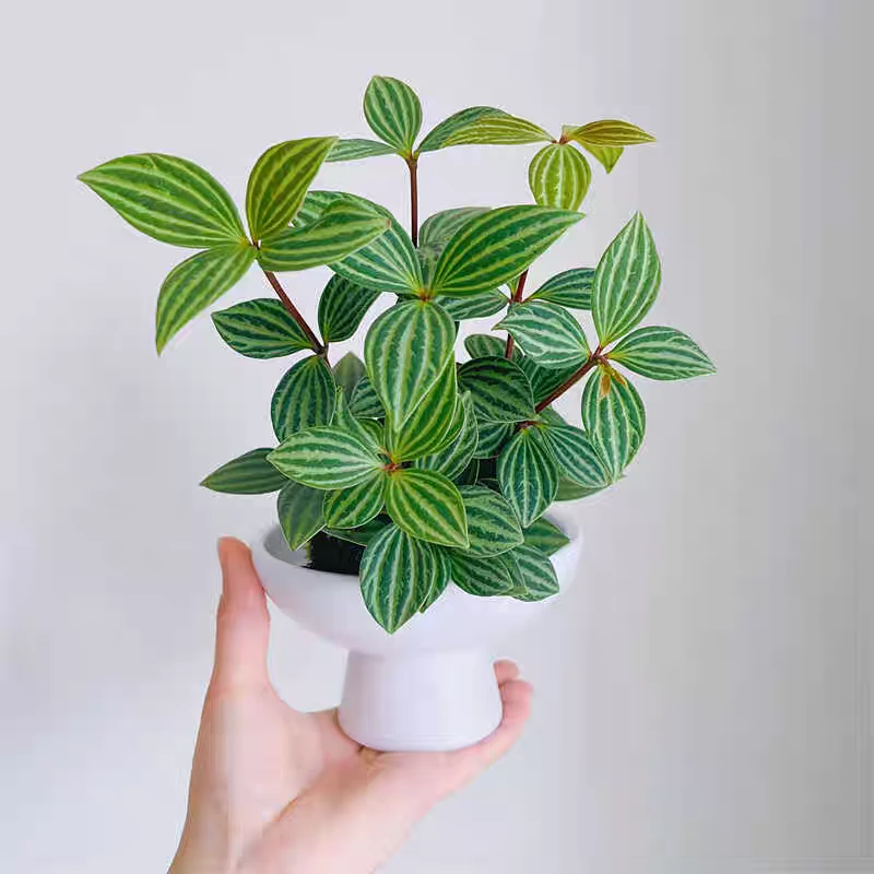 亲爱的绿植豆瓣绿桌面网红小盆栽洒金办公室趣味盆栽耐阴好养植物