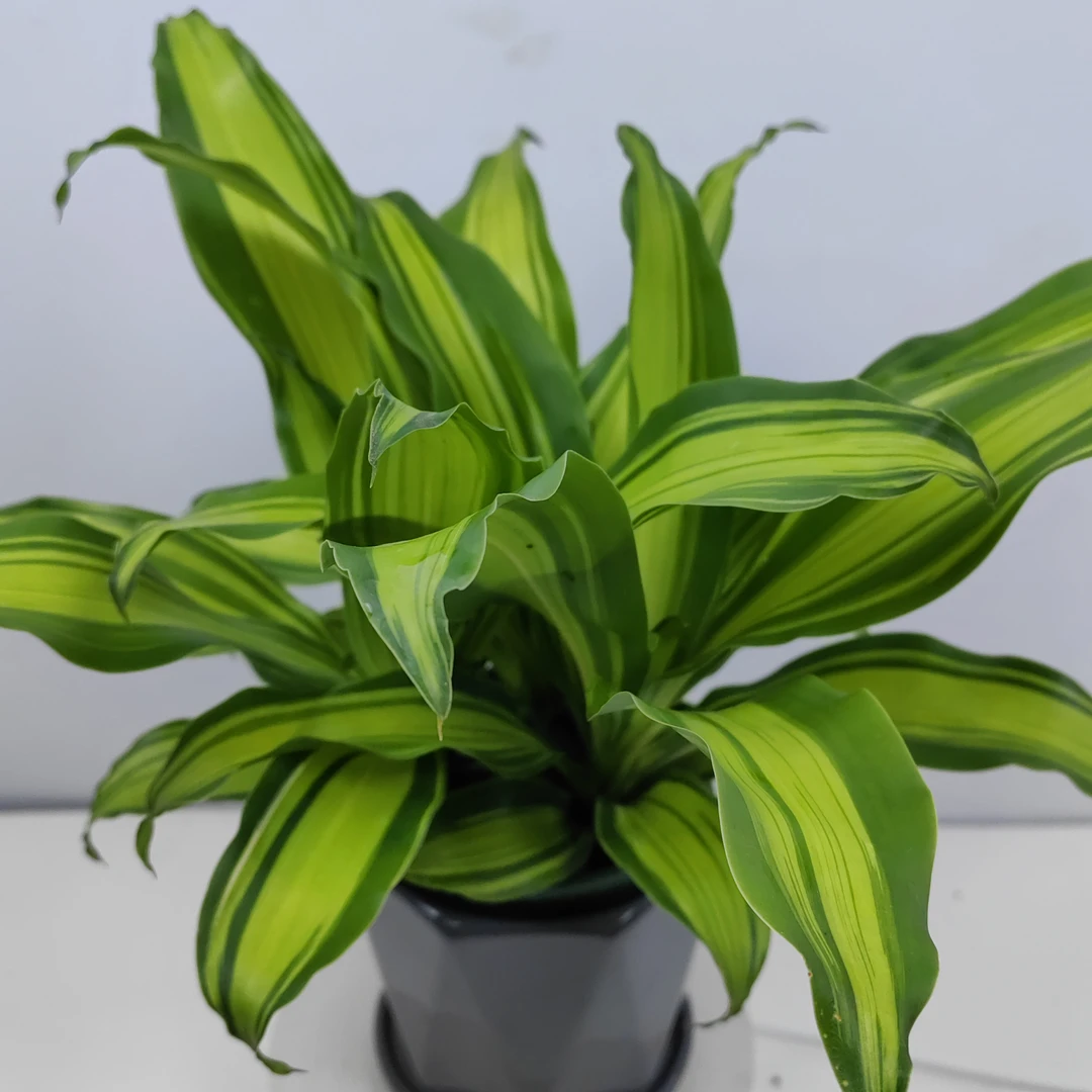 金边巴西铁也门铁巴西木办公室植物室内客厅大型植物绿植盆栽花卉