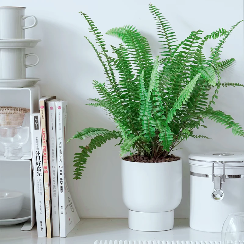 肾蕨盆栽波斯顿肾蕨类排骨草室内外观叶植物庭院花镜客厅新鲜盆栽