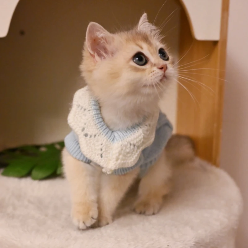 公主风小猫咪衣服防掉毛秋季布偶幼猫英短蓝猫秋冬款毛衣冬季保暖