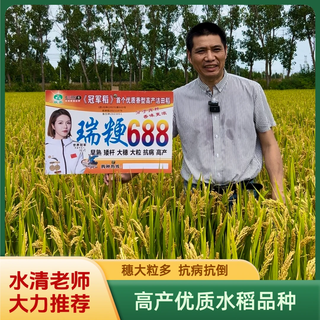 粳稻洁田稻瑞粳688大穗大粒高产早熟抗病抗倒矮杆水稻种子出米高