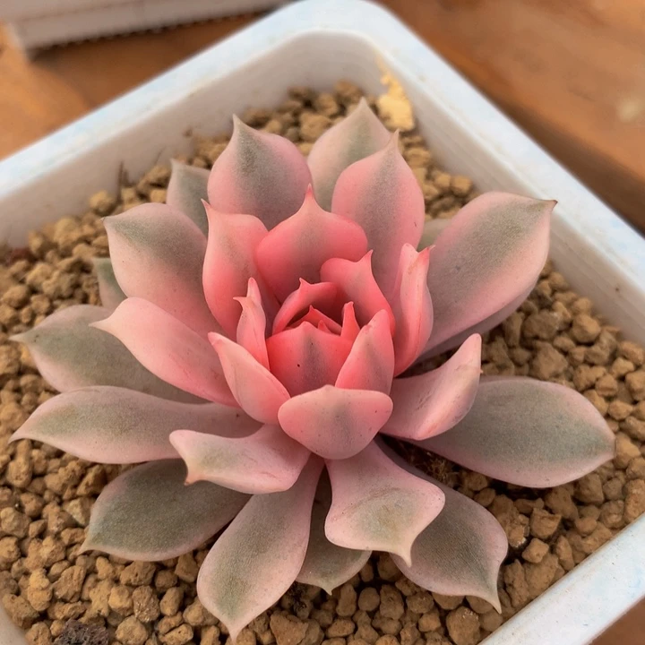 粉蝶锦锦上园艺一物一拍
