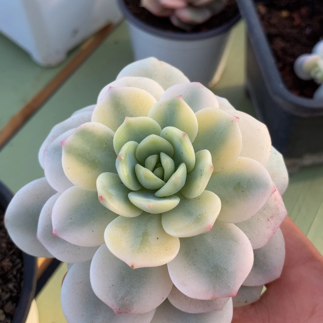 香草锦锦上园艺一物一拍