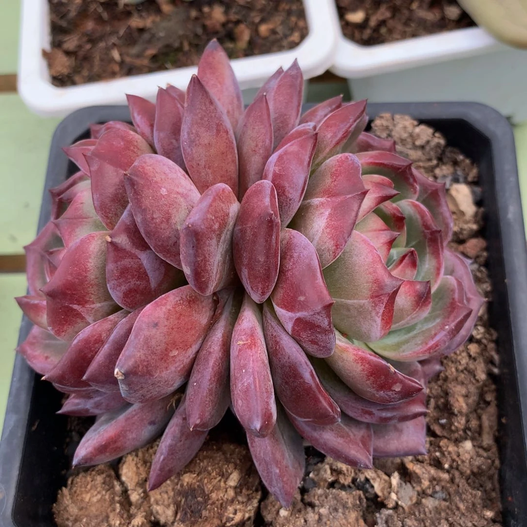 c****r夜魔侠精控双头锦上园艺一物一拍