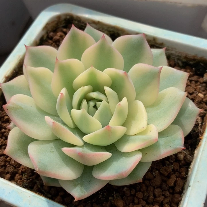 棱镜锦锦上园艺一物一拍