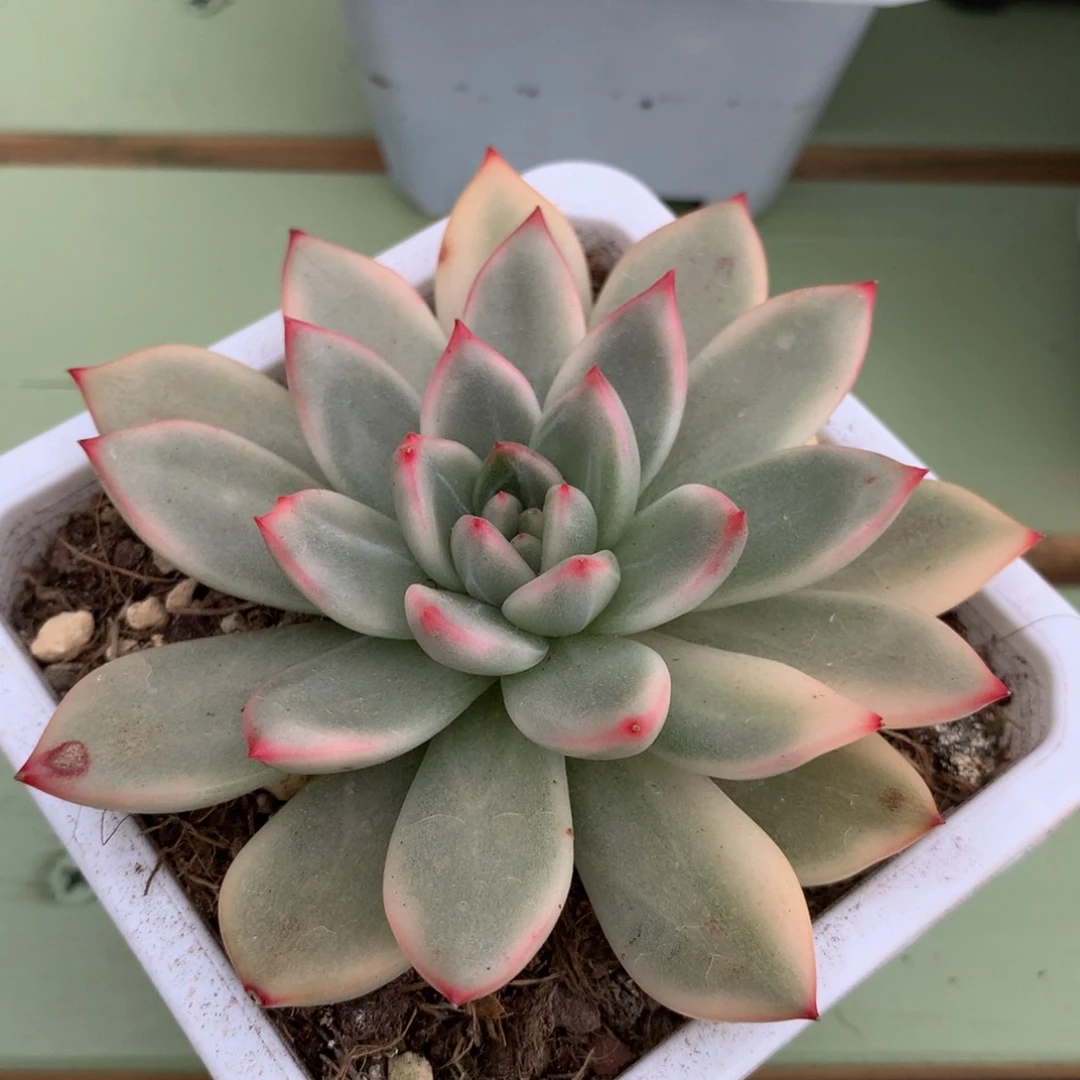 绿宝石锦锦上园艺一物一拍