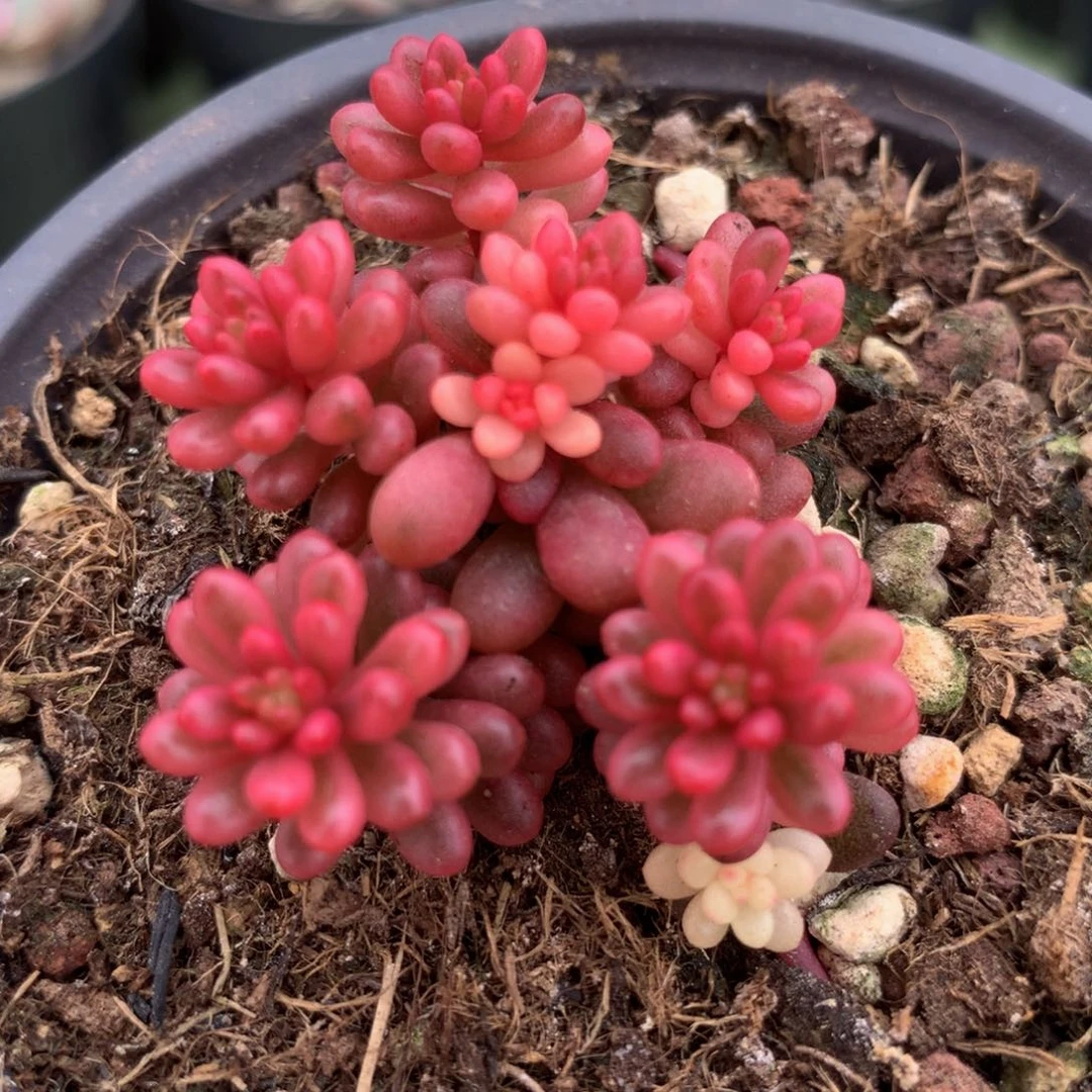 红浆果锦锦上园艺一物一拍