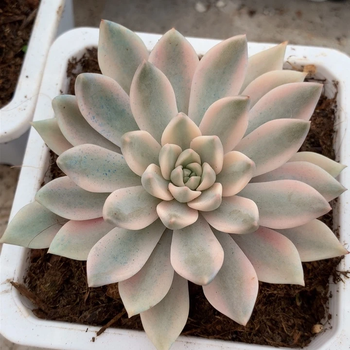 嘉丽娜锦锦上园艺一物一拍