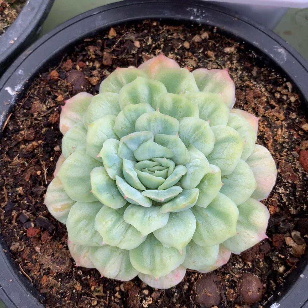 ?**?泡泡纱裙锦上园艺一物一拍