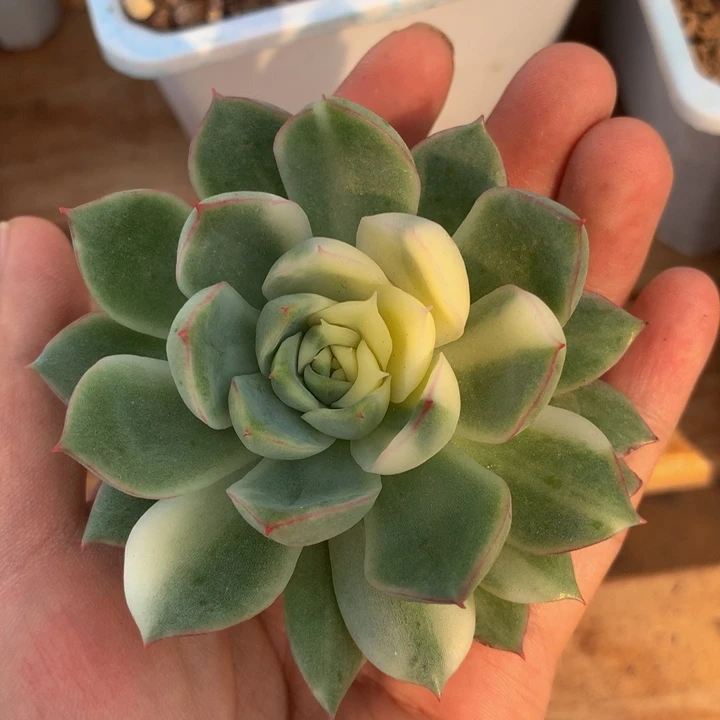 海蓝锦花脸锦上园艺一物一拍