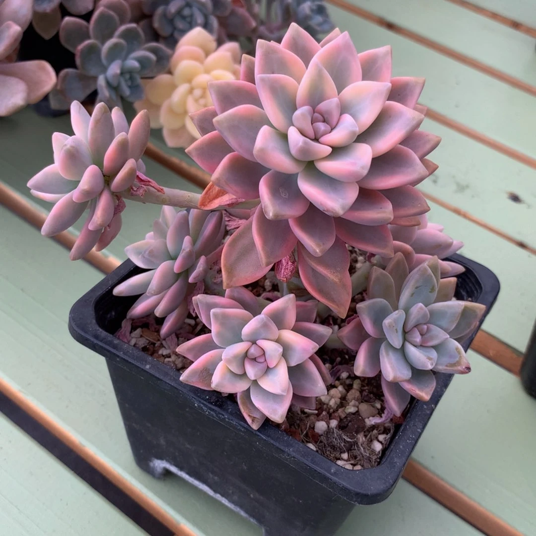 朦*美淡雪锦锦上园艺一物一拍