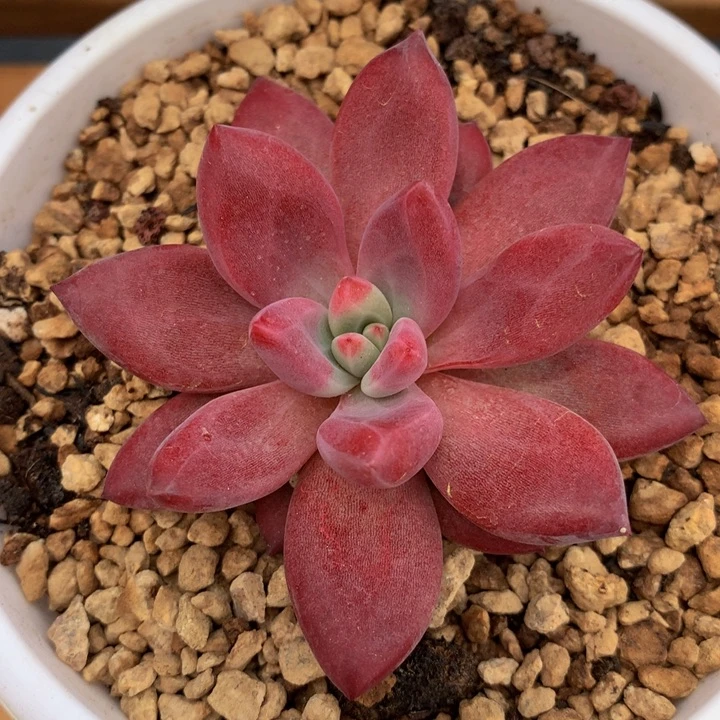 @****乔赫菲蒂托精控锦上园艺一物一拍