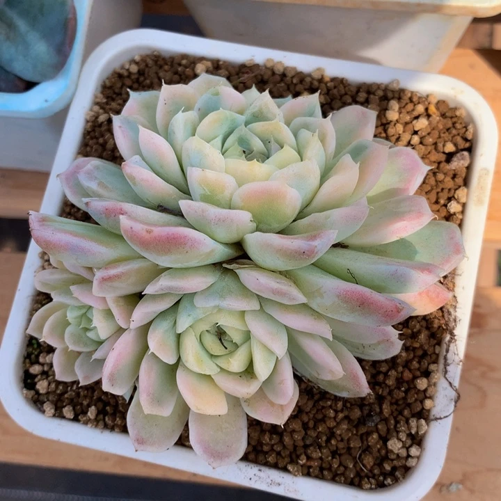 白月影锦锦上园艺一物一拍