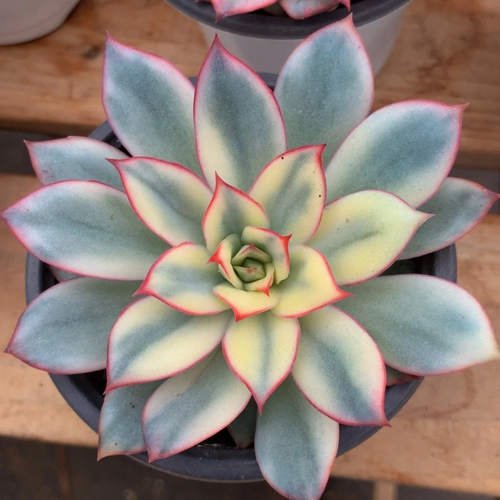 月光女神锦锦上园艺业一拍