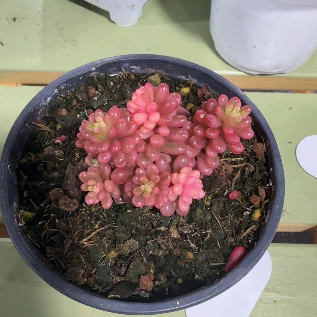 红浆果锦，锦上园艺量拍