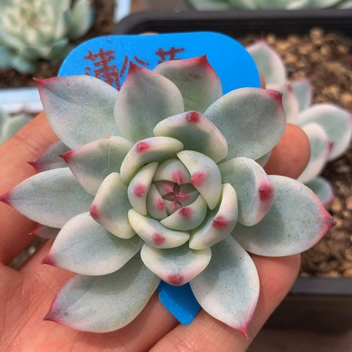吉娃娃锦锦上园艺一物一拍
