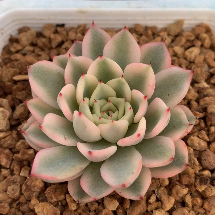 扎尔玫瑰锦锦上园艺一物一拍