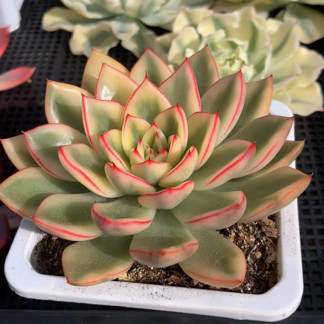 阿斯娜锦锦上园艺一物一拍