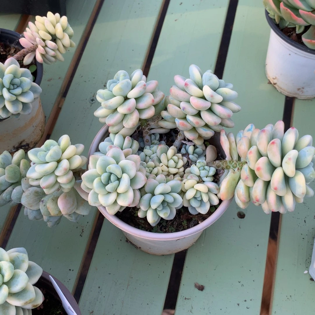 彬*劳尔锦锦上园艺一物一拍