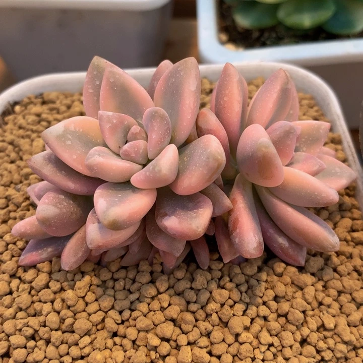 ?***?淡雪锦锦上园艺一物一拍