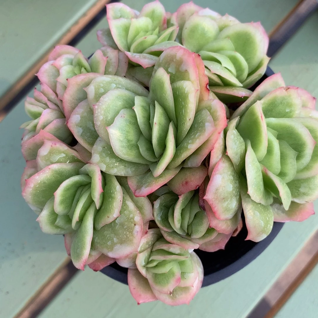 c****r冰玫瑰锦锦上园艺一物一拍