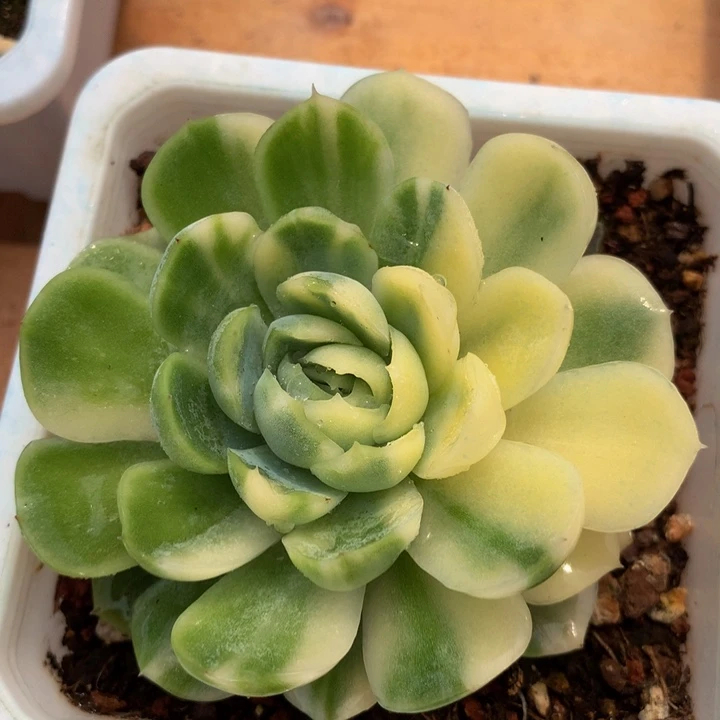 贝瑞锦锦上园艺一物一拍