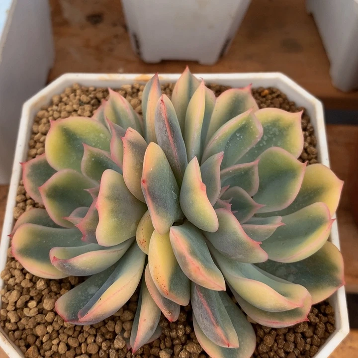 菲欧娜锦锦上园艺一物一拍