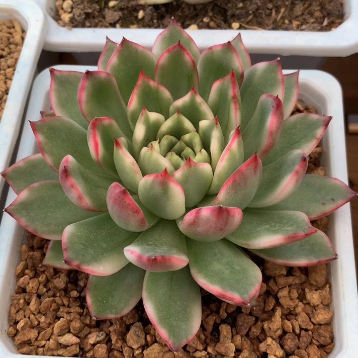 白茶花锦锦上园艺一物一拍
