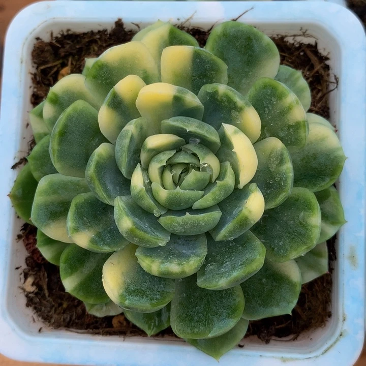 萍**姐贝瑞锦锦上园艺一物一拍