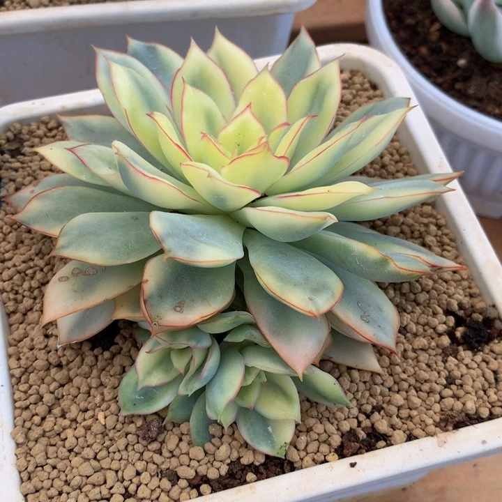 艾斯特锦群锦上园艺一物一拍
