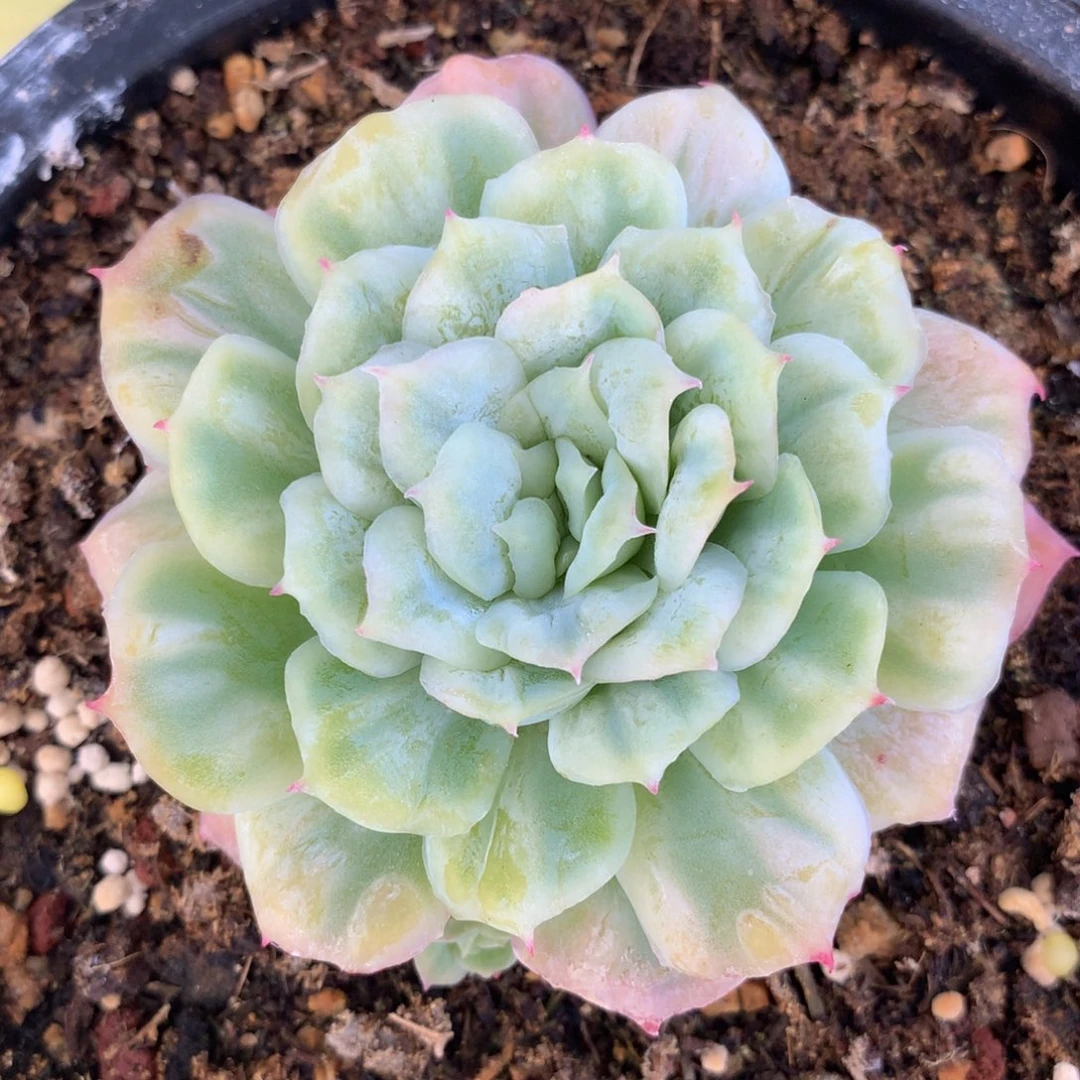 泡泡纱裙锦上园艺一物一拍