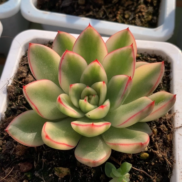 阿斯娜锦双十一快乐