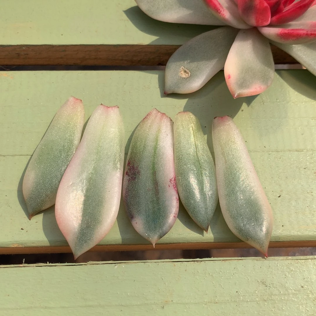 火焰山锦叶片五片