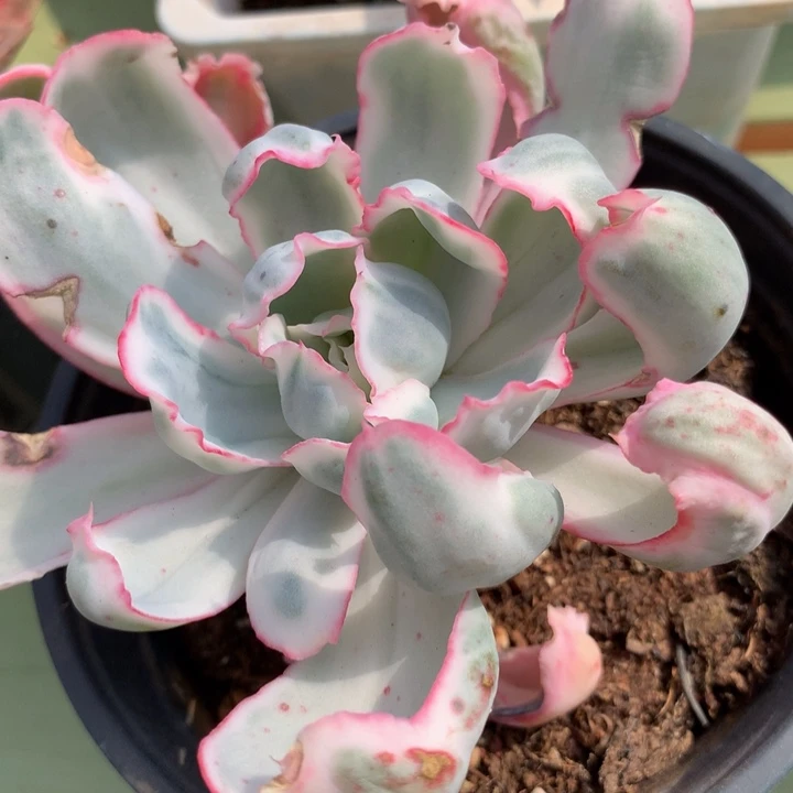 伯克利锦木质化高桩