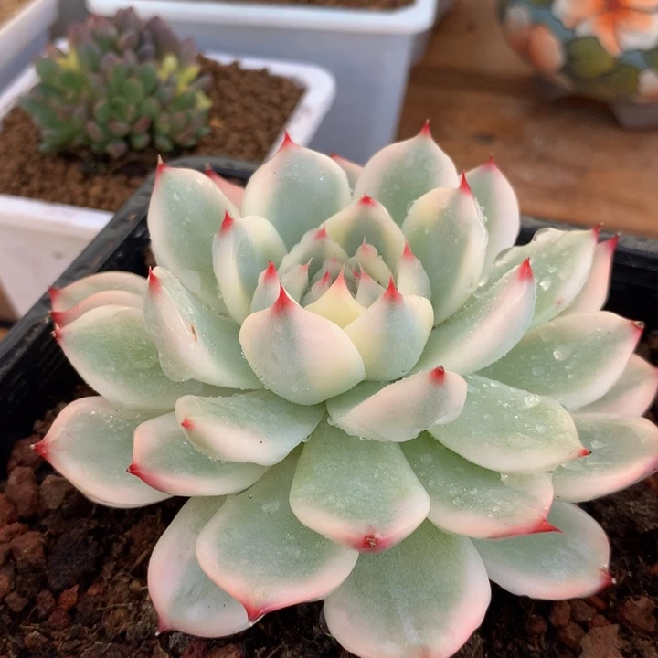 吉娃娃锦锦上园艺一物一拍