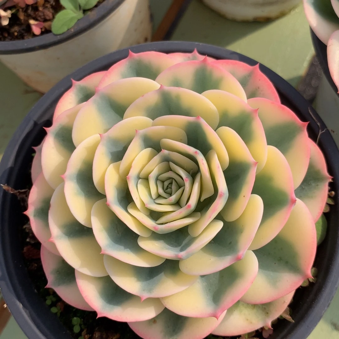 小*?玉蝶锦锦上园艺一物一拍