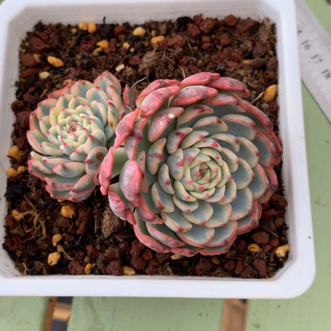 多***风姬莲锦锦上园艺一物一拍