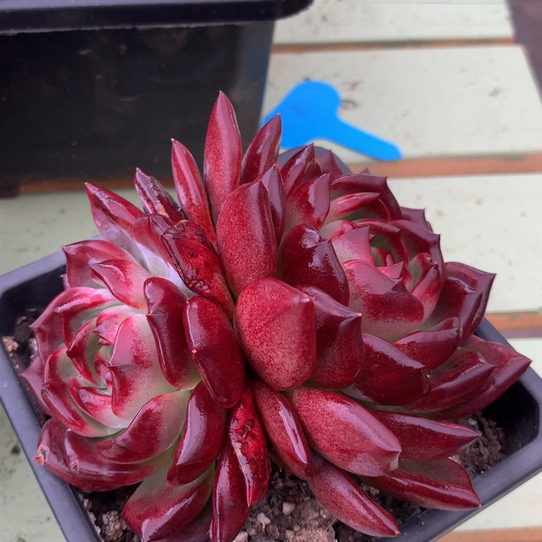 夜魔侠精控锦上园艺一物一拍