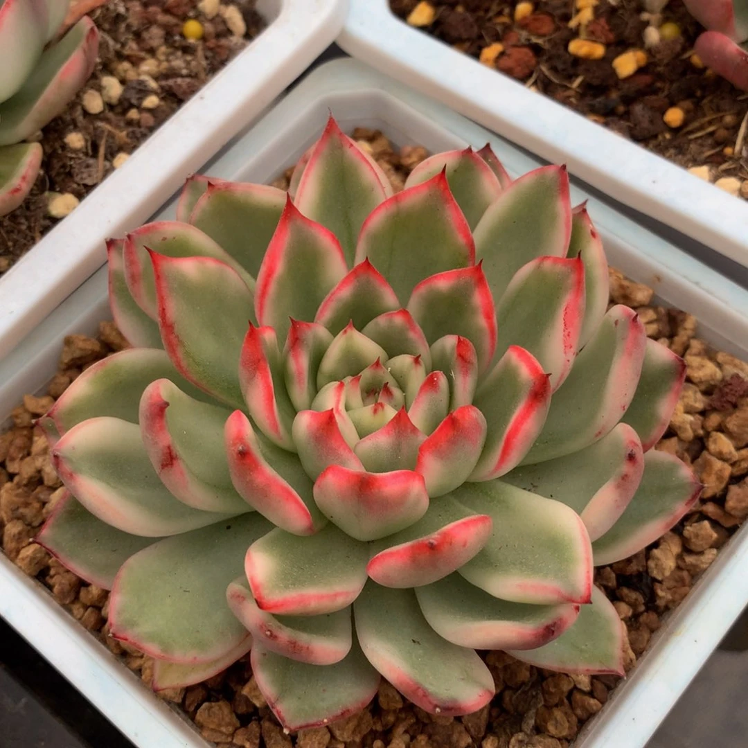 白茶花锦锦上园艺一物一拍