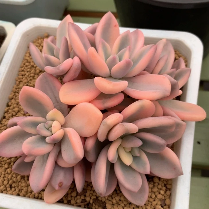 奥普锦群锦上园艺一物一拍