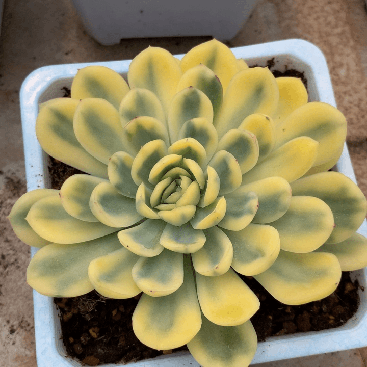 草莓冰锦锦上园艺一物一拍