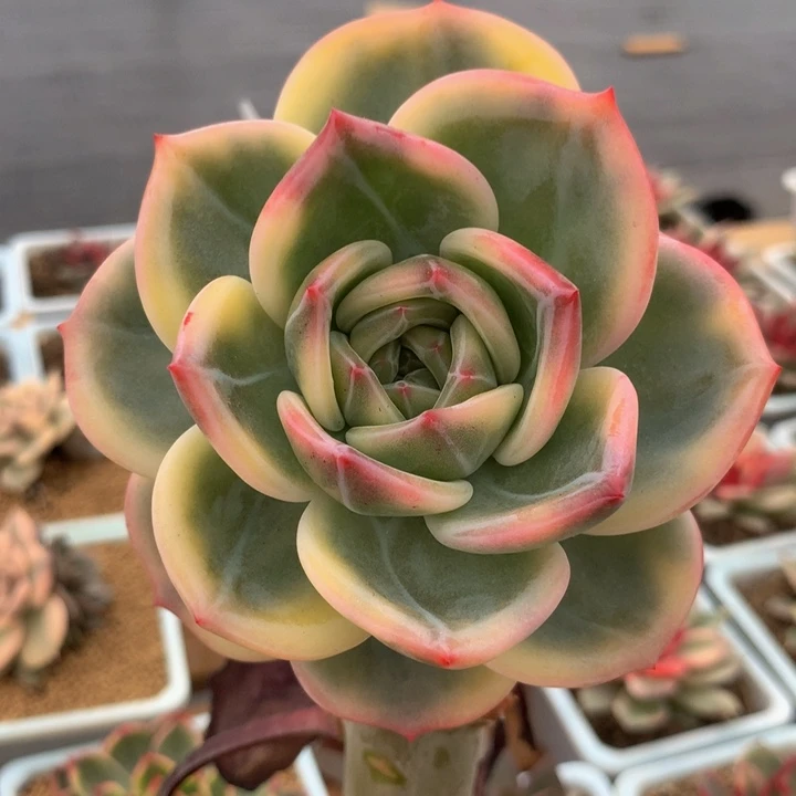 伊丽莎白锦锦上园艺业一拍