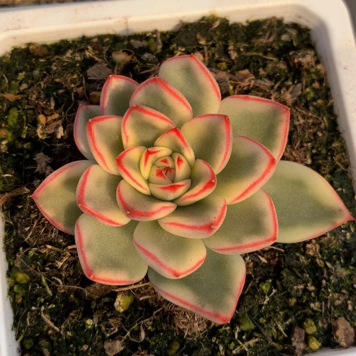 阿斯娜锦锦上园艺一物一拍