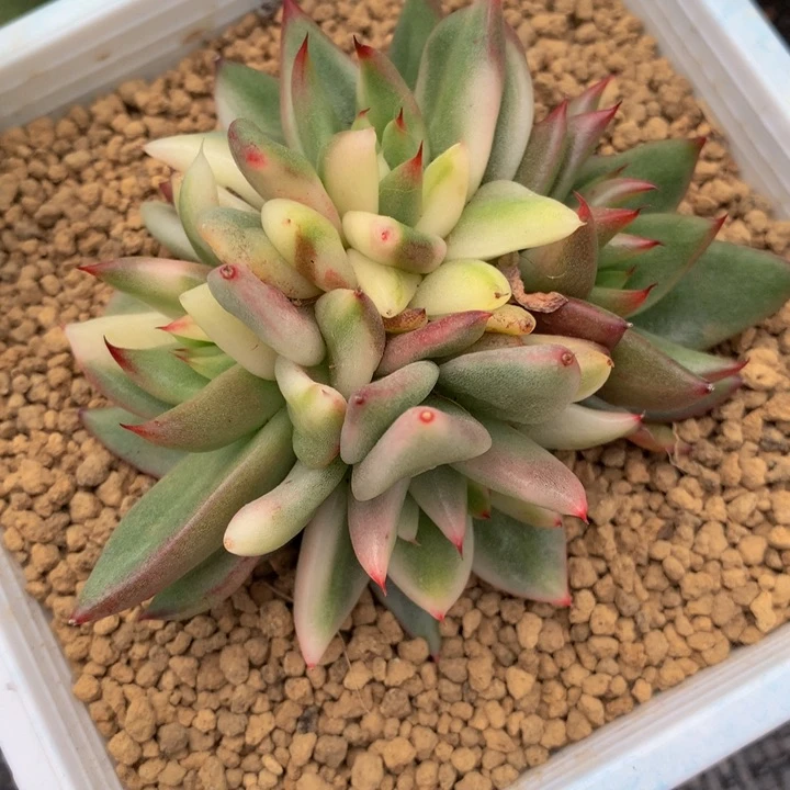 摩根锦群锦上园艺一物一拍