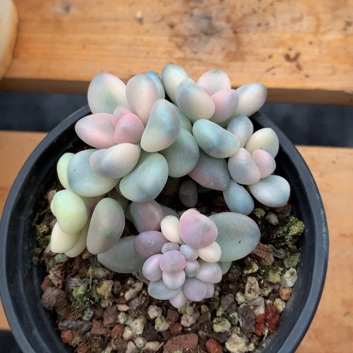 A****姐艾伦锦锦上园艺一物一拍