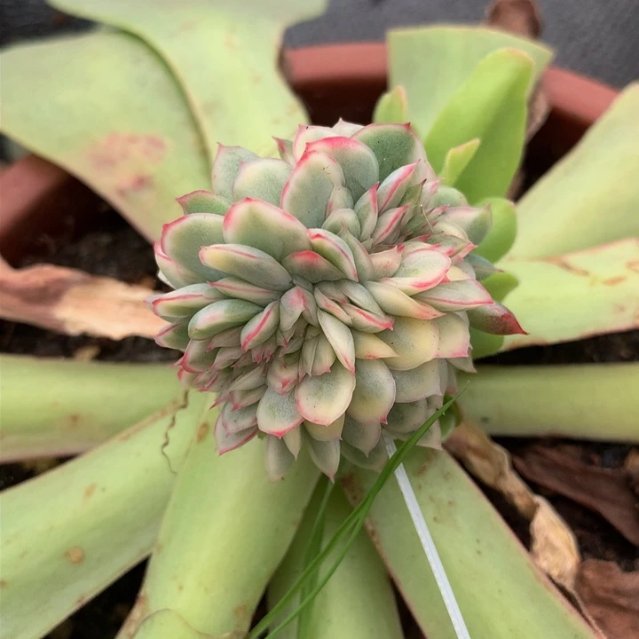 麦秆锦缀锦上园艺一物一拍