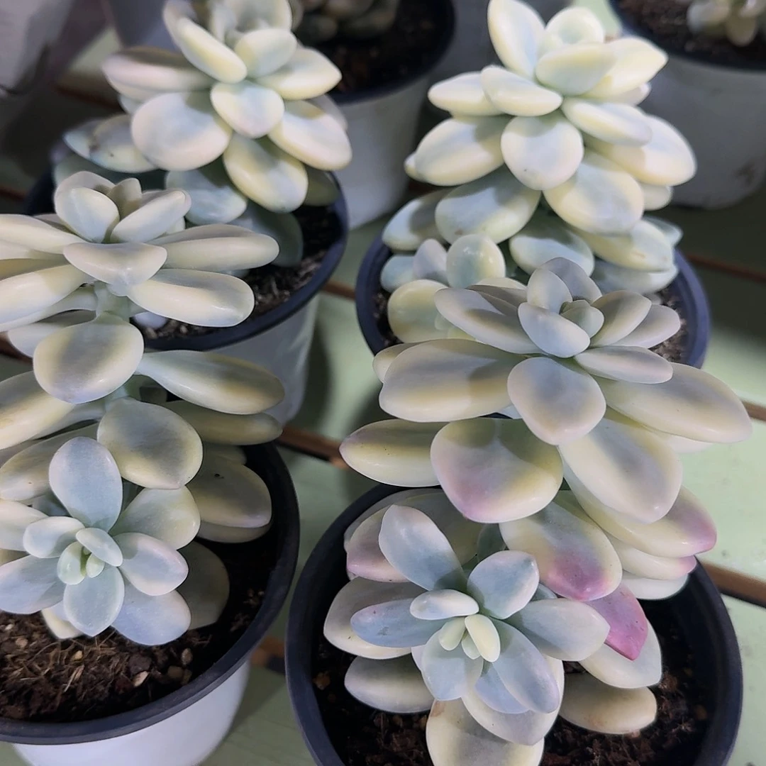 洛神锦，锦上园艺量拍