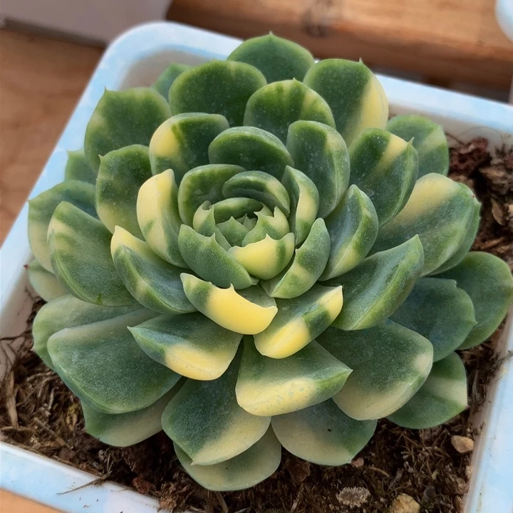 贝瑞锦锦上园艺一物一拍