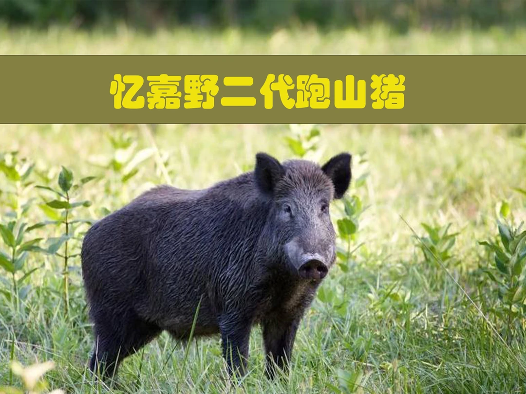 忆嘉野二代跑山猪肉肥而不腻好吃不贵新鲜原生态称重